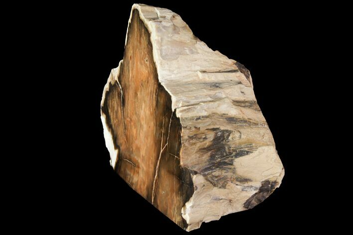 Polished Petrified Wood - Oregon #118396